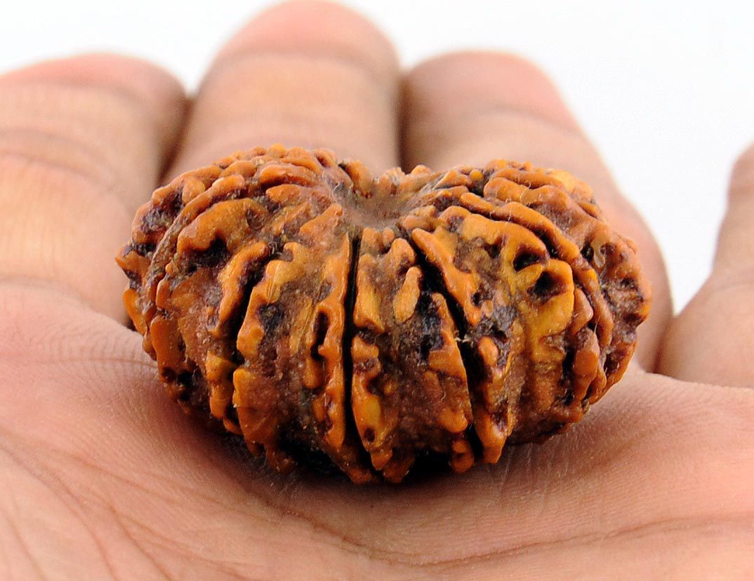 12 Mukhi Rudraksha 